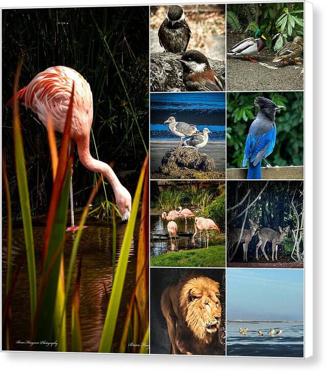 Wild life 1 - Canvas Print