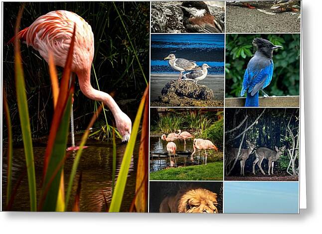 Wild life 1 - Greeting Card
