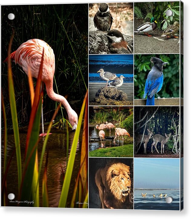 Wild life 1 - Acrylic Print
