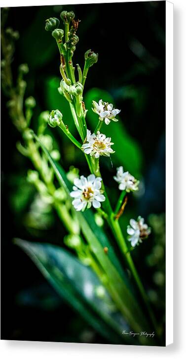 Flowers 3 - Canvas Print