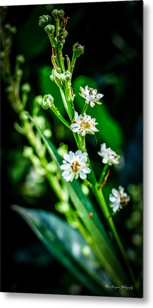 Flowers 3 - Metal Print