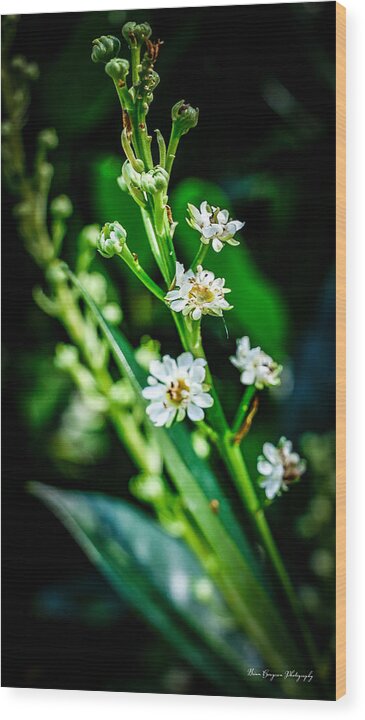 Flowers 3 - Wood Print