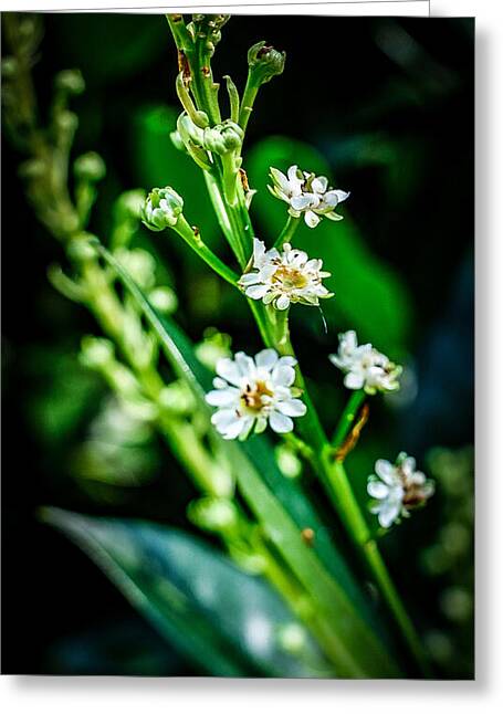 Flowers 3 - Greeting Card