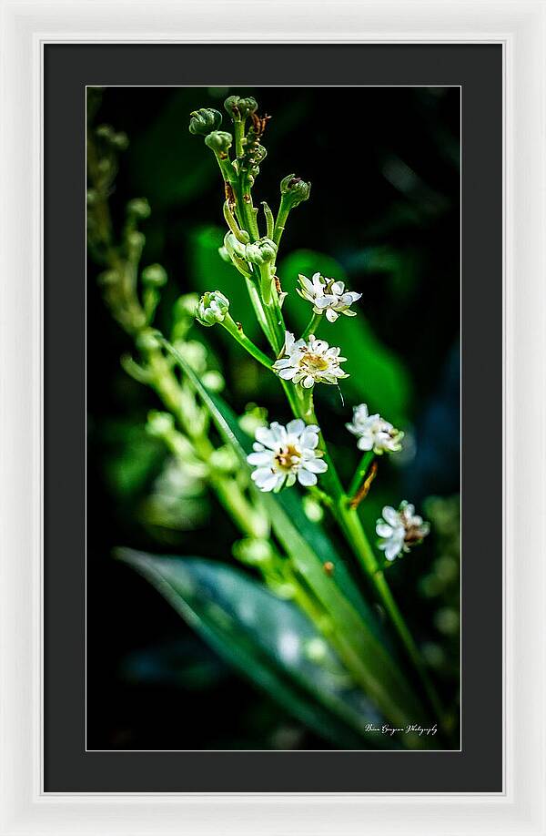 Flowers 3 - Framed Print