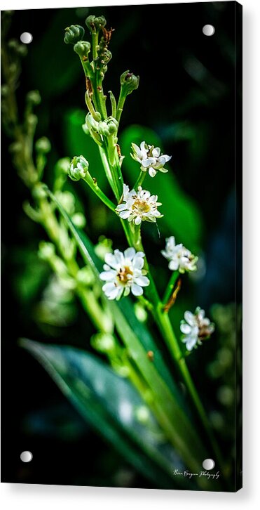 Flowers 3 - Acrylic Print