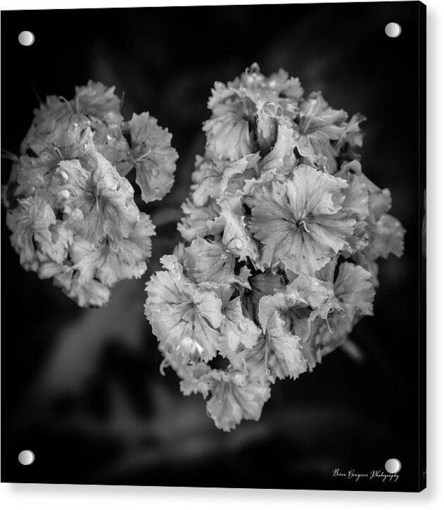 Black and White Floral Study - Acrylic Print
