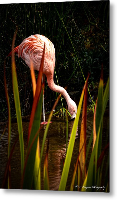 Taking a drink - Metal Print