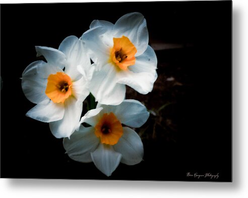 Three Daffodils in Bloom - Metal Print