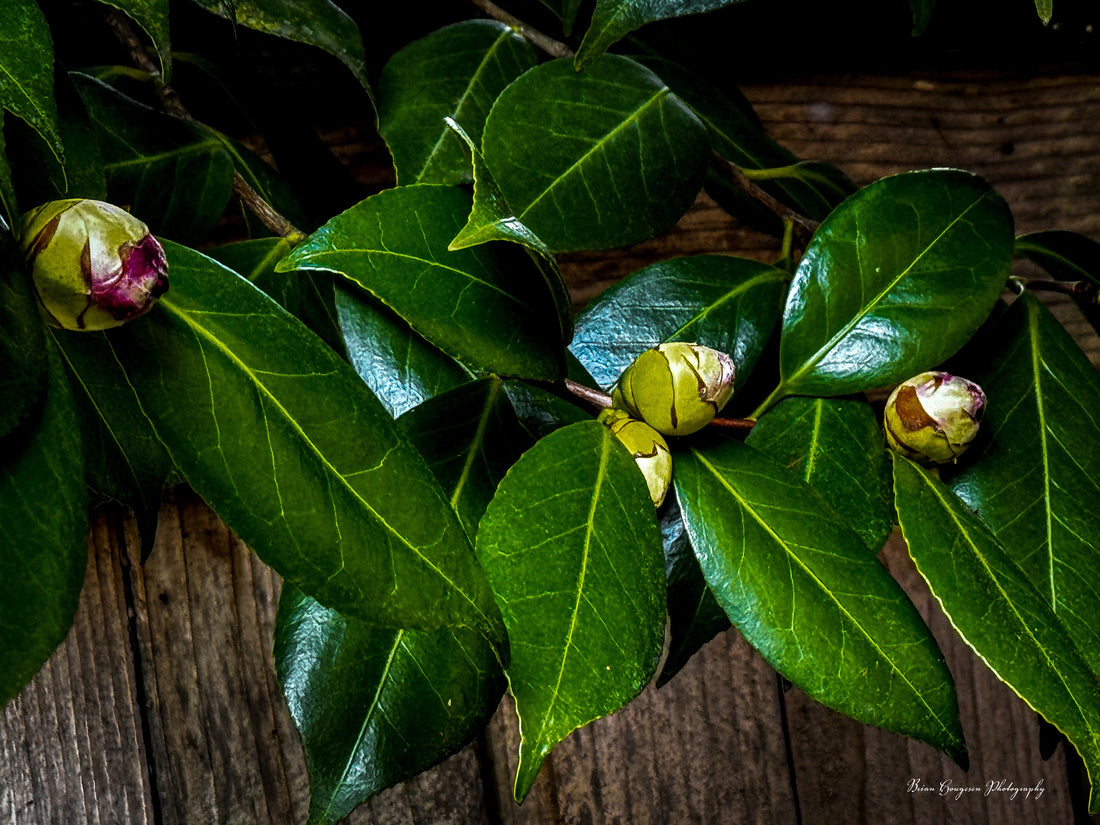 Green leaves and flower buds on weathered wood, photographed by Brian Hougesen