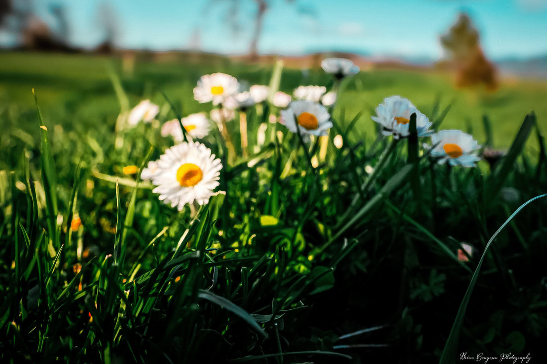 Daisies in a sunlit meadow photographed by Brian Hougesen