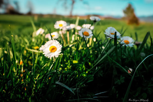 Daisies in a sunlit meadow photographed by Brian Hougesen