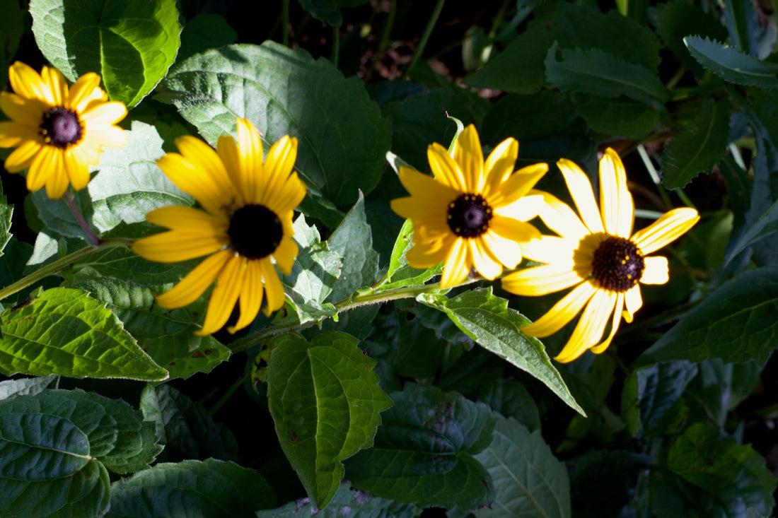 Flowers and Sunday gratitude by Brian Hougesen