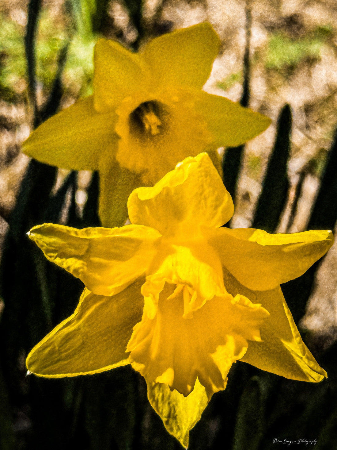 Daffodils and renewal photograph by Brian Hougesen