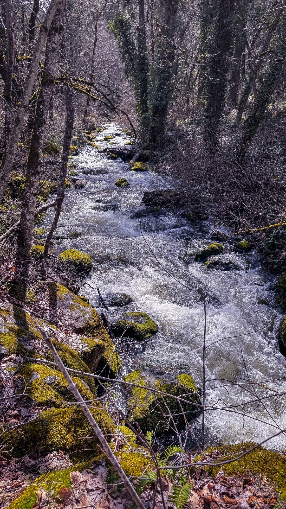 Forest stream photograph by Brian Hougesen