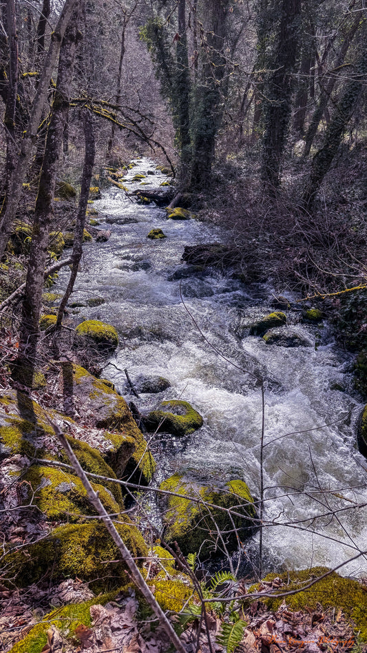 Forest stream photograph by Brian Hougesen
