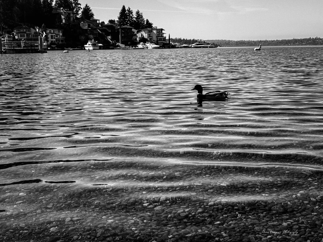 Bird resting on still water