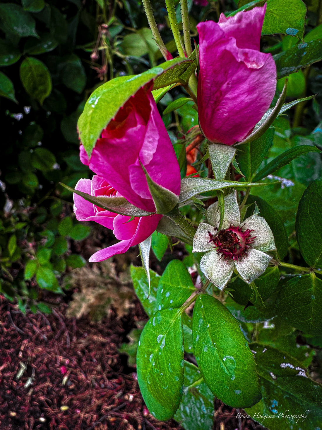 Wildflowers and faithful work