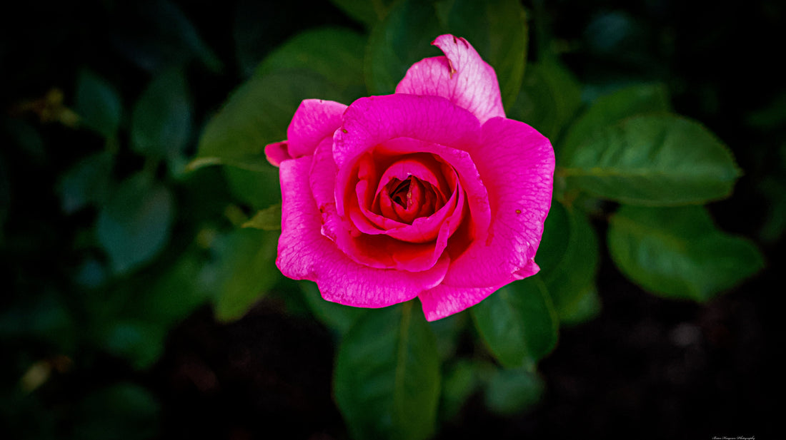 A rose for a new week