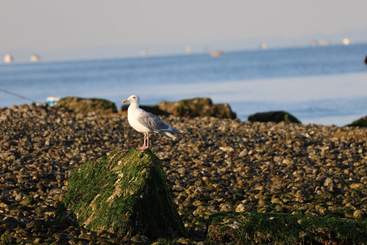 Waterbird at rest