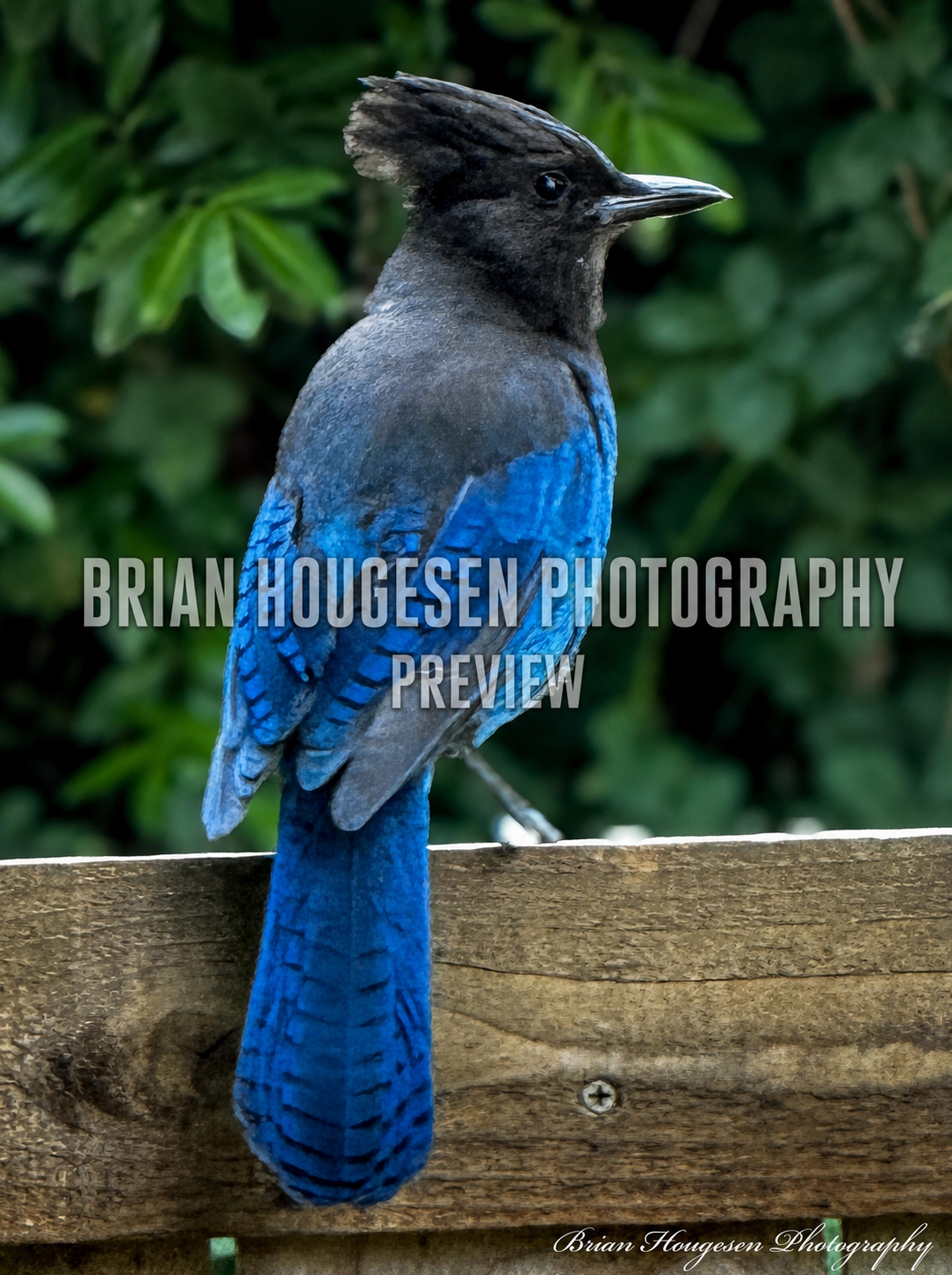 Steller’s Jay Portrait — Printable Wildlife Photography (Digital Download)
