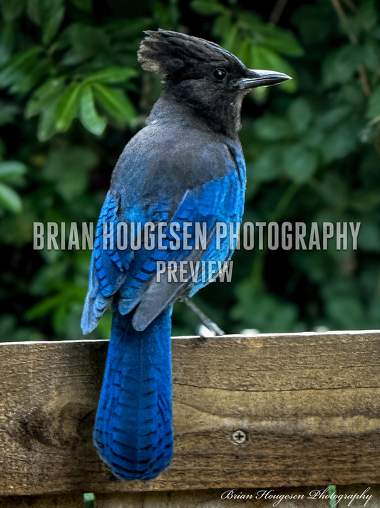 Steller’s Jay Portrait — Printable Wildlife Photography (Digital Download)