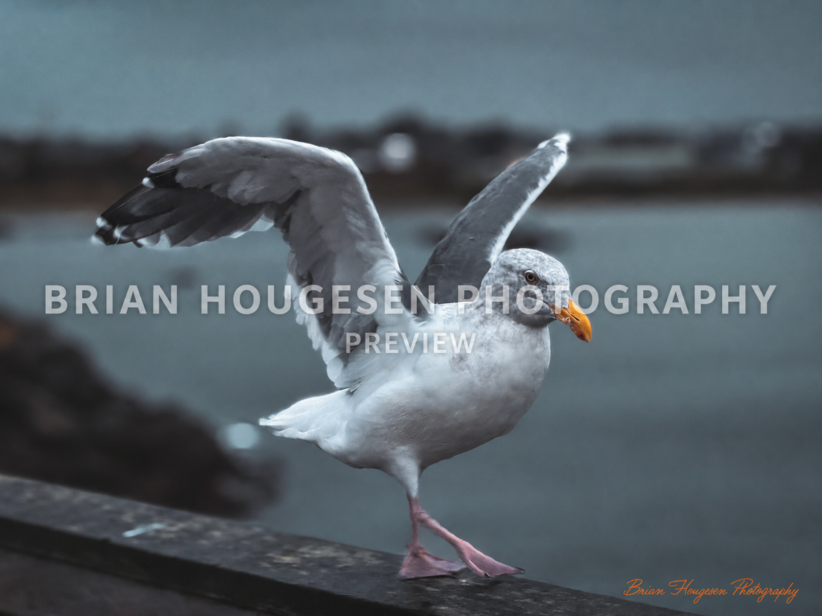Seagull Taking Flight — Printable Coastal Bird Photography (Digital Download)
