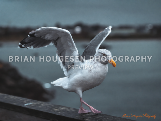 Seagull Taking Flight — Printable Coastal Bird Photography (Digital Download)