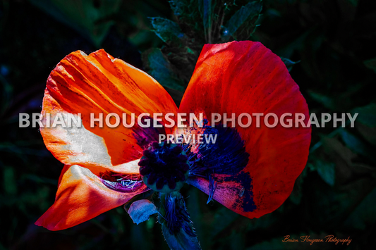 Vivid Red Poppy — Printable Floral Photography (Digital Download)