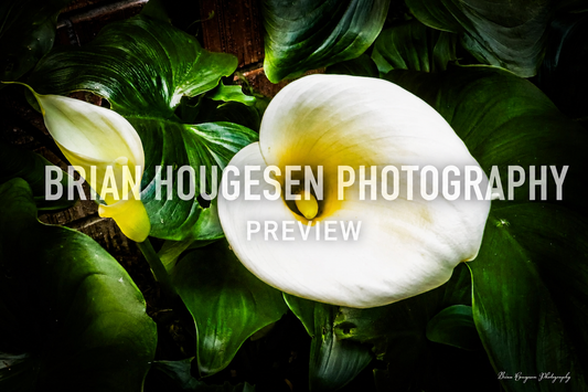 White Calla Lilies — Printable Botanical Photography (Digital Download)