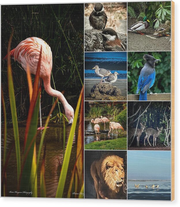 Wild life  1 - Wood Print