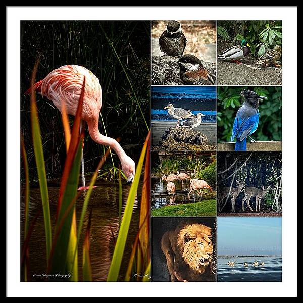 Wild life  1 - Framed Print