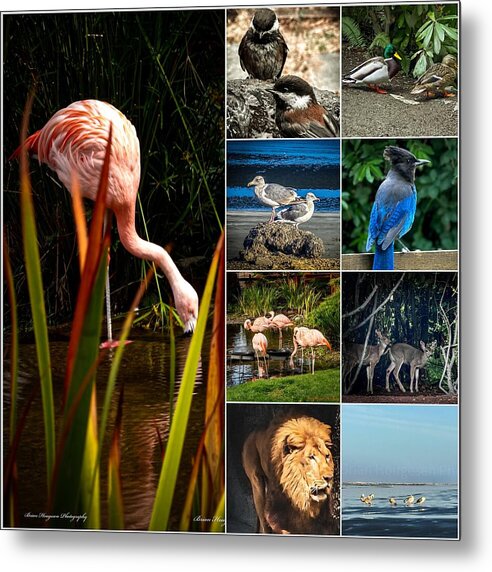 Wild life  1 - Metal Print