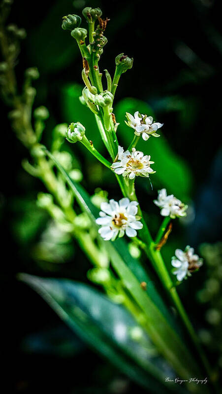 Flowers  3 - Art Print