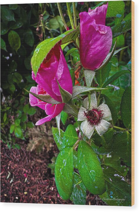 After the rain - Wood Print