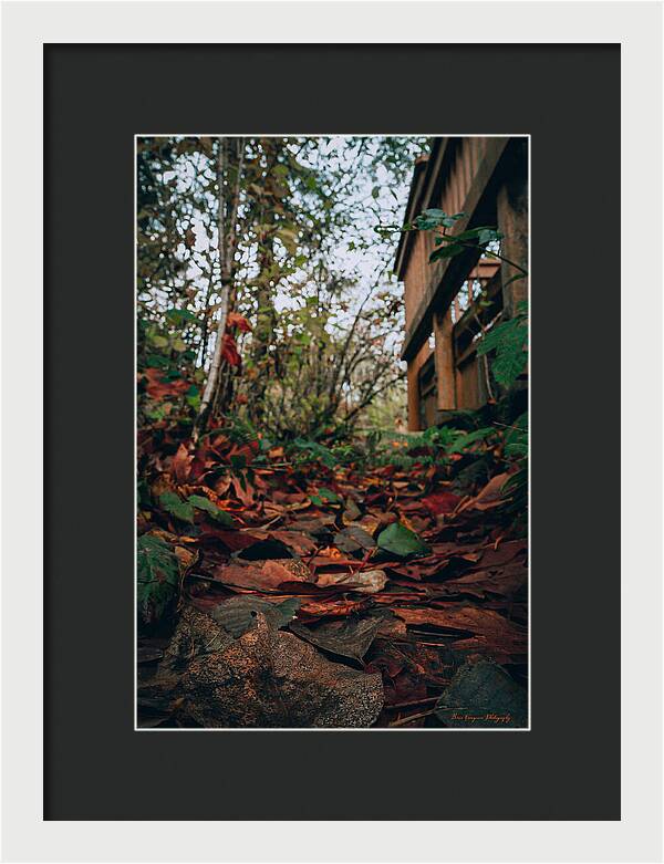 Autum leaves - Framed Print