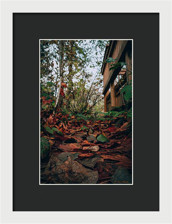 Autum leaves - Framed Print