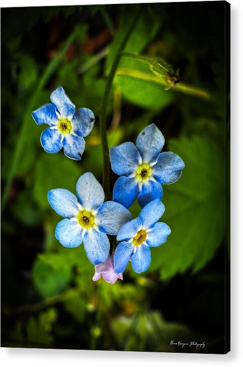 Blue flowers - Acrylic Print