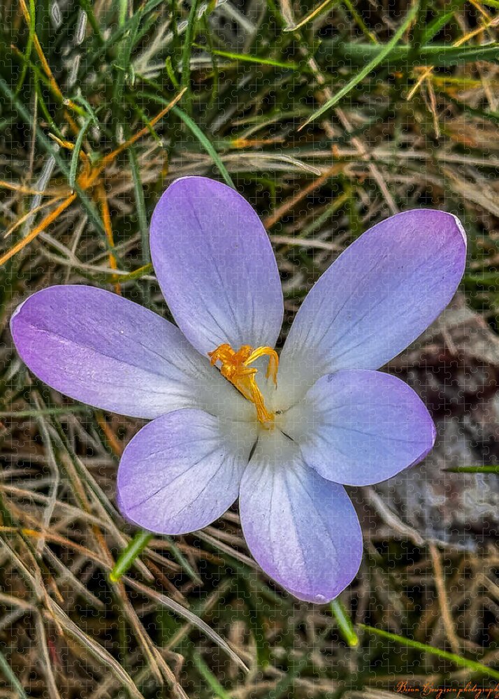 Daisy - Puzzle