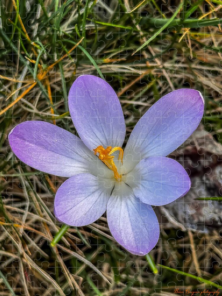 Daisy - Puzzle