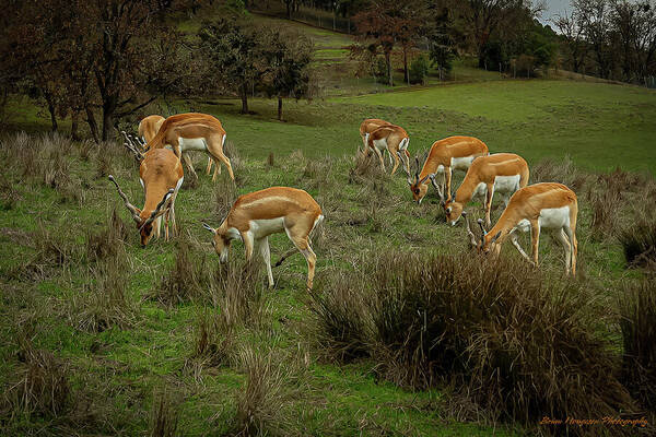Elk - Art Print