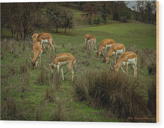 Elk - Wood Print