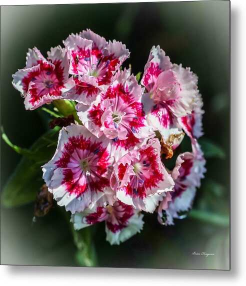 Flowers - Metal Print