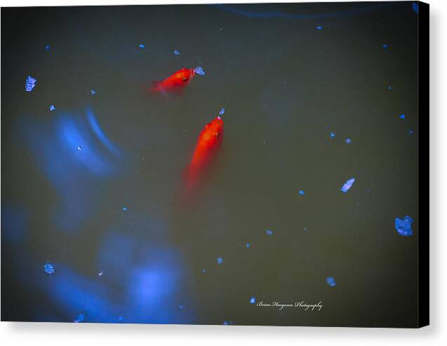 Gold fish eating - Canvas Print