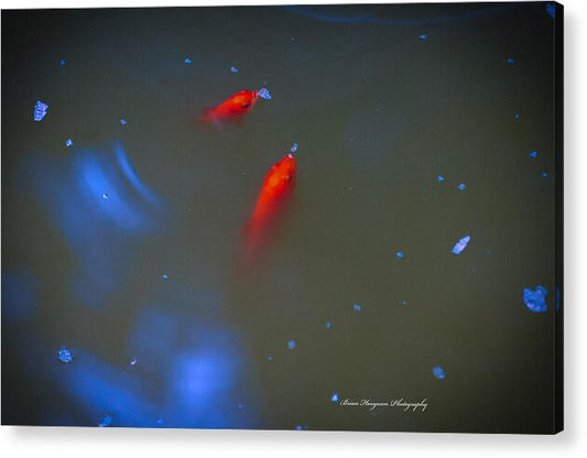 Gold fish eating - Acrylic Print
