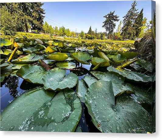 Lily pad - Canvas Print