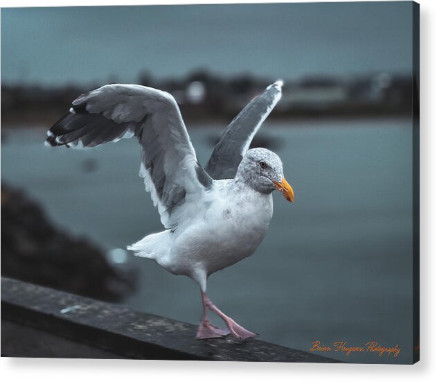 Seagull on a Seaside Rail - Acrylic Print