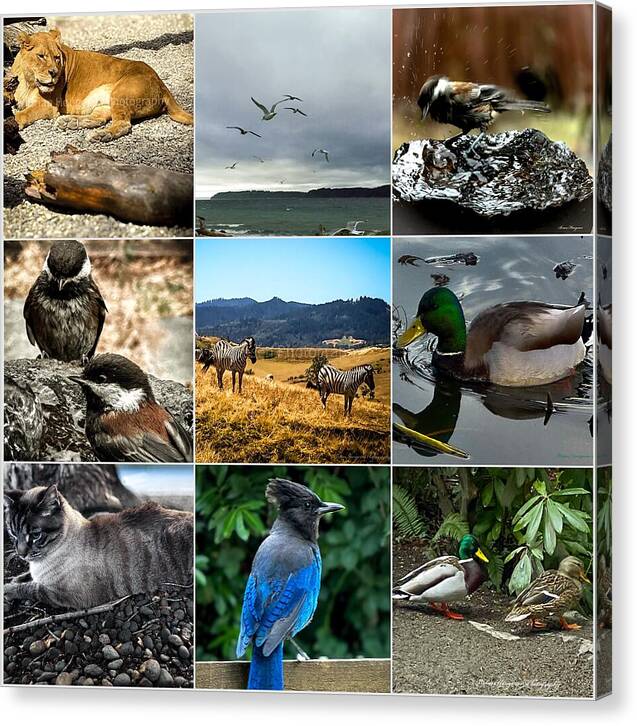 Wild life - Canvas Print