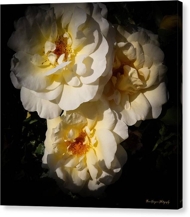 Yellow bloom - Canvas Print
