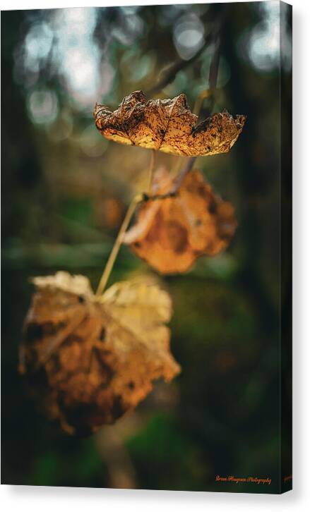 Yellow leaves - Canvas Print