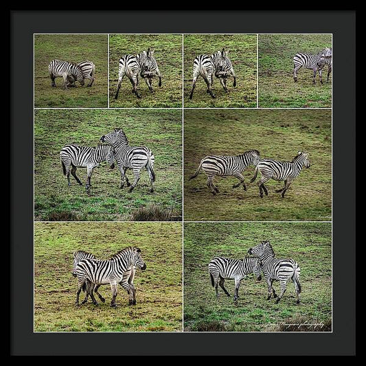 Zebras in play - Framed Print